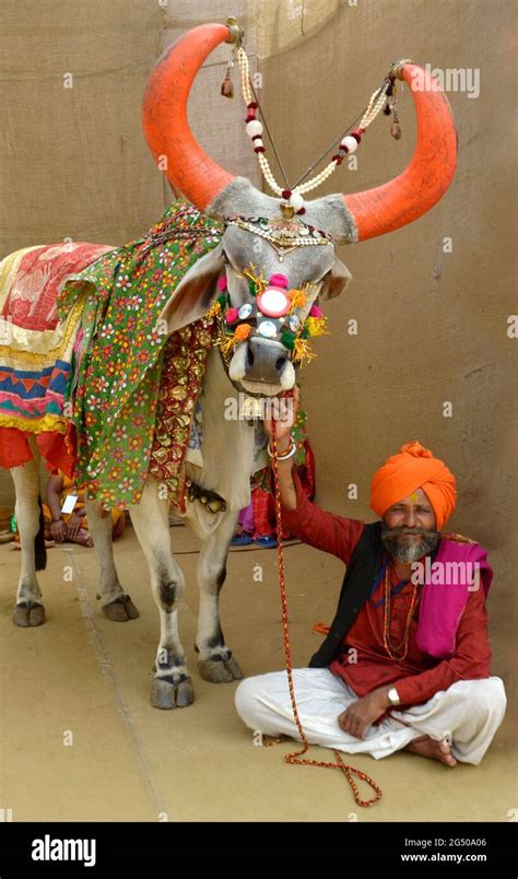 Nandi Bail Images .